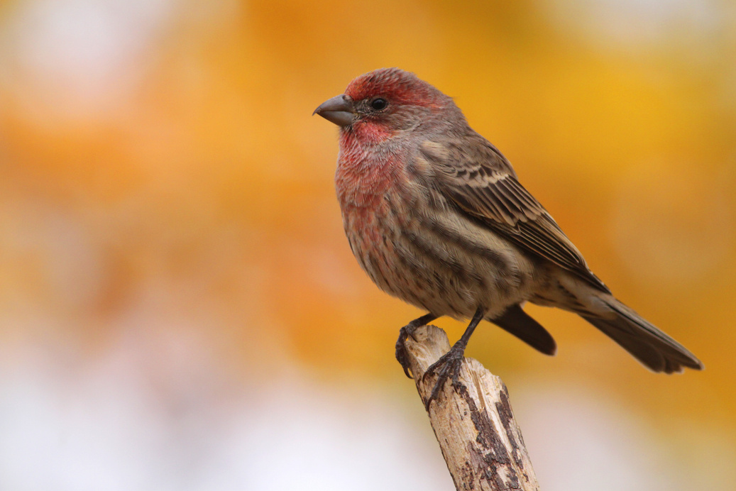 House Finch in autumn
