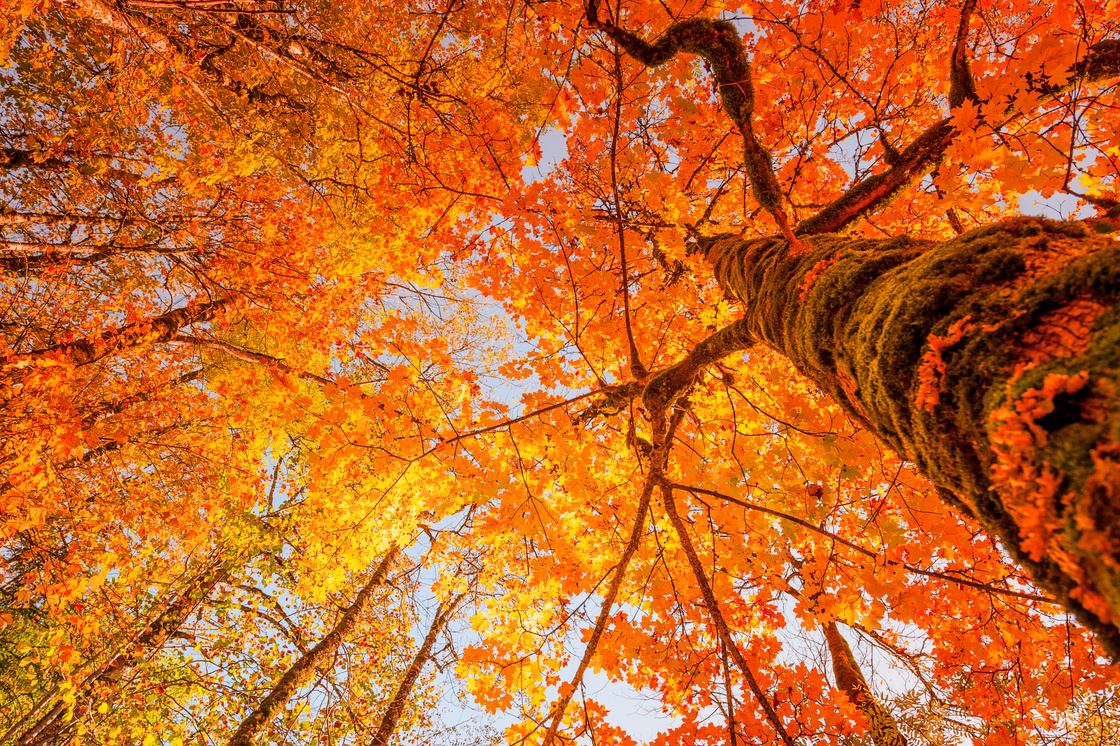 Autumn Tree
