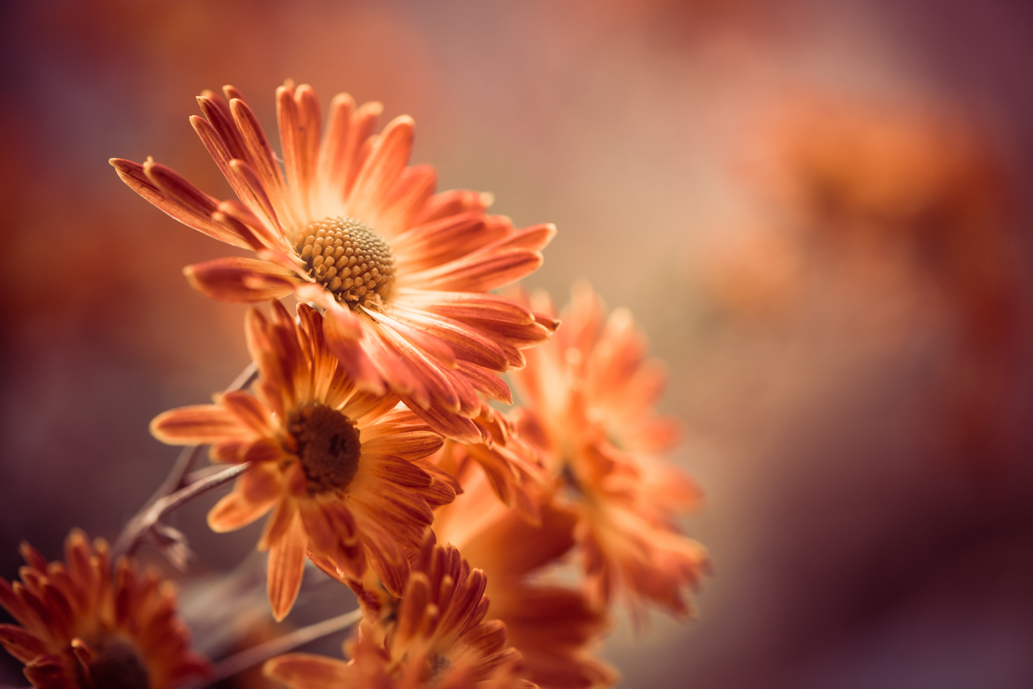 fall flowers